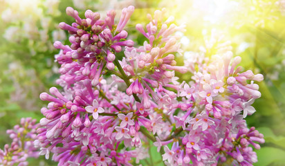 Beautiful blossoming branch of lilac with sunlight
