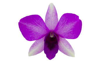 Isolated purple orchid on the white background.