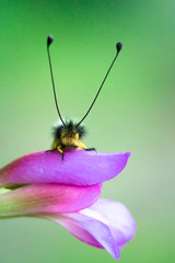 Ascafalo bianco (Libelloides coccajus) posato su fiore viola, vista frontale