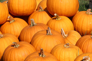 Halloween Kürbisse Lagerung