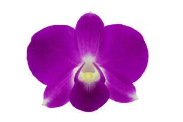 Isolated purple orchid on the white background.