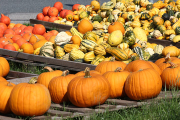 Lagerung und Verkauf von Kürbissen