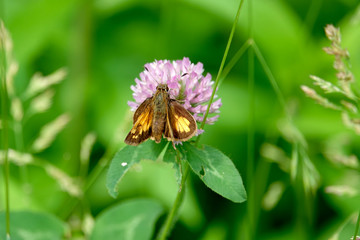 Hobomok Skipper on Red Clover Flower