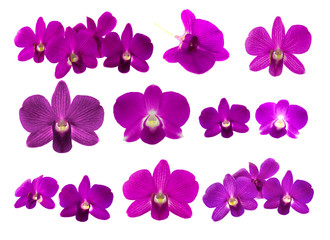 Fototapeta na wymiar Isolated purple orchid on the white background.