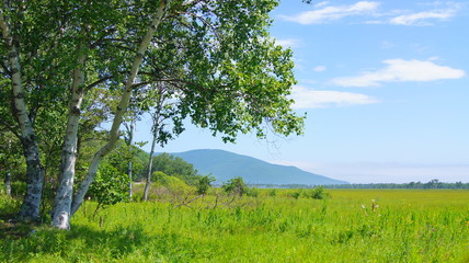 nature in the village of birch
