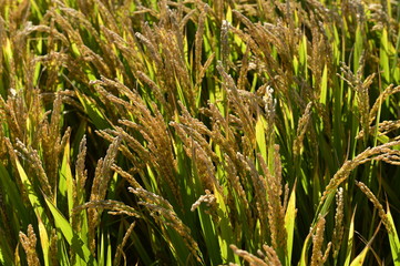 Mature rice in the field