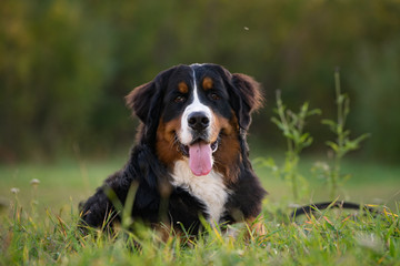Bernese mountain dog portrait