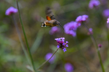 Bee honey in the flying insects