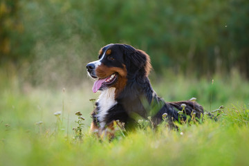 Bernese Mountain Dog in the park