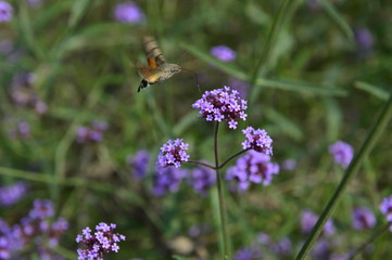 Bee honey in the flying insects