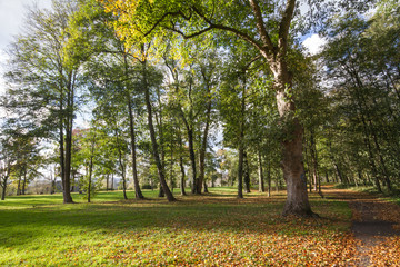 Bäume in der Herbstsonne im Schlosspark in Neuwied