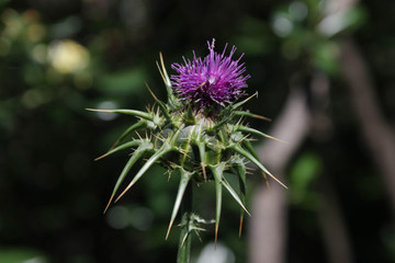 Green and violet flower with thorns close up