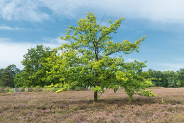 Fototapeta premium Oldendorfer Toenstatt in er Lüneburger Heide