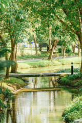 Small bridge to cross the river in wild at the afternoon