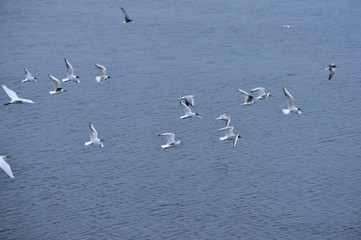 The birds of the sea