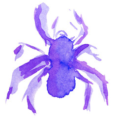 Watercolor sketch illustration of violet spider