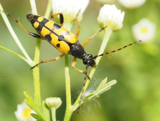 Gefleckter Schmalbock
