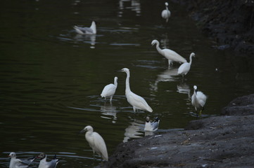 The birds of the sea