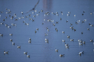 The birds of the sea