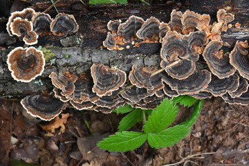 Trametes bracket fungus on dead trunk, healthy mushrooms on tree
