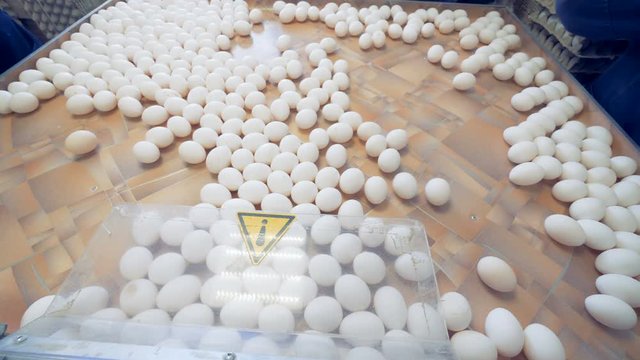 People packing chicken eggs, top view. Workers take eggs from a table to place them into packages.