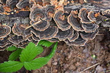 Trametes bracket fungus on dead trunk, healthy mushrooms on tree
