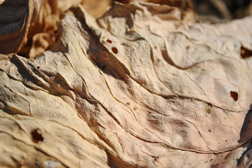 Dry brown leaf texture, natural organic  background, close up detail, soft sepia wavy lines