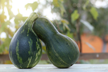 autumn date/ pair of young pumpkins stand side by side on table in the gazebo on the background of garden at sunset 