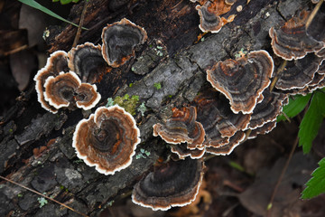 Trametes bracket fungus on dead trunk, healthy mushrooms on tree
