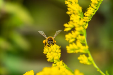 Honeybee on Goldenrod Flowers