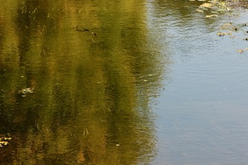 reflections in water