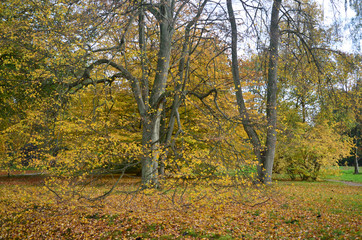 Obraz premium Autumn Colors Outdoor