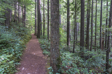 Hiking trail through a green forest