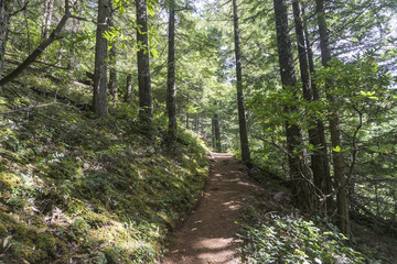 Naklejka premium Hiking trail through a green forest