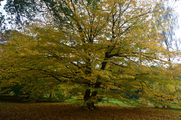 Autumn Colors Outdoor