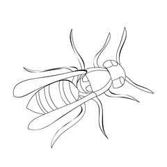 coloring book insect, bee