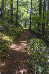 Hiking trail through a green forest