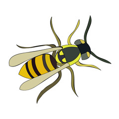 vector, isolated, insect, bee