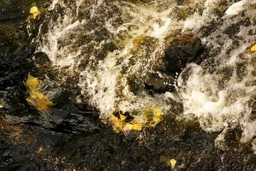 river wave with autumn leaves