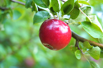 Red apple on tree