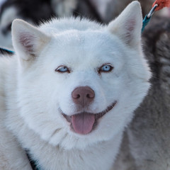 Fototapeta premium portrait of siberian husky dog
