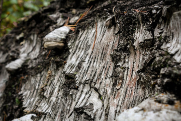 The bark of an old fallen birch covered
