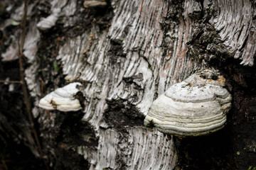 Fomes fomentarius or tinder fungus on old fallen birch
