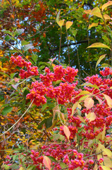 Autumn Colors Outdoor