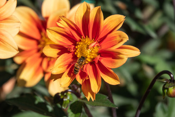Honeybee on Orange Dahlia Flower