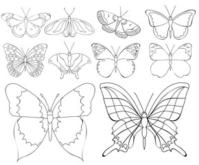 Fototapeta na wymiar butterfly, coloring book