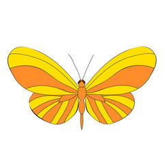 vector, isolated, bright butterfly, insect
