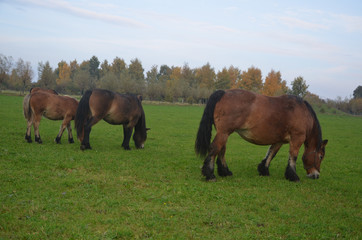 Autumn Colors Outdoor