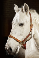 Portrait in profile of white horse on black background.