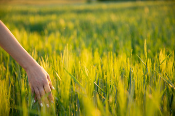 Young hand touch green rice on field during sunset ,nature and fresh air